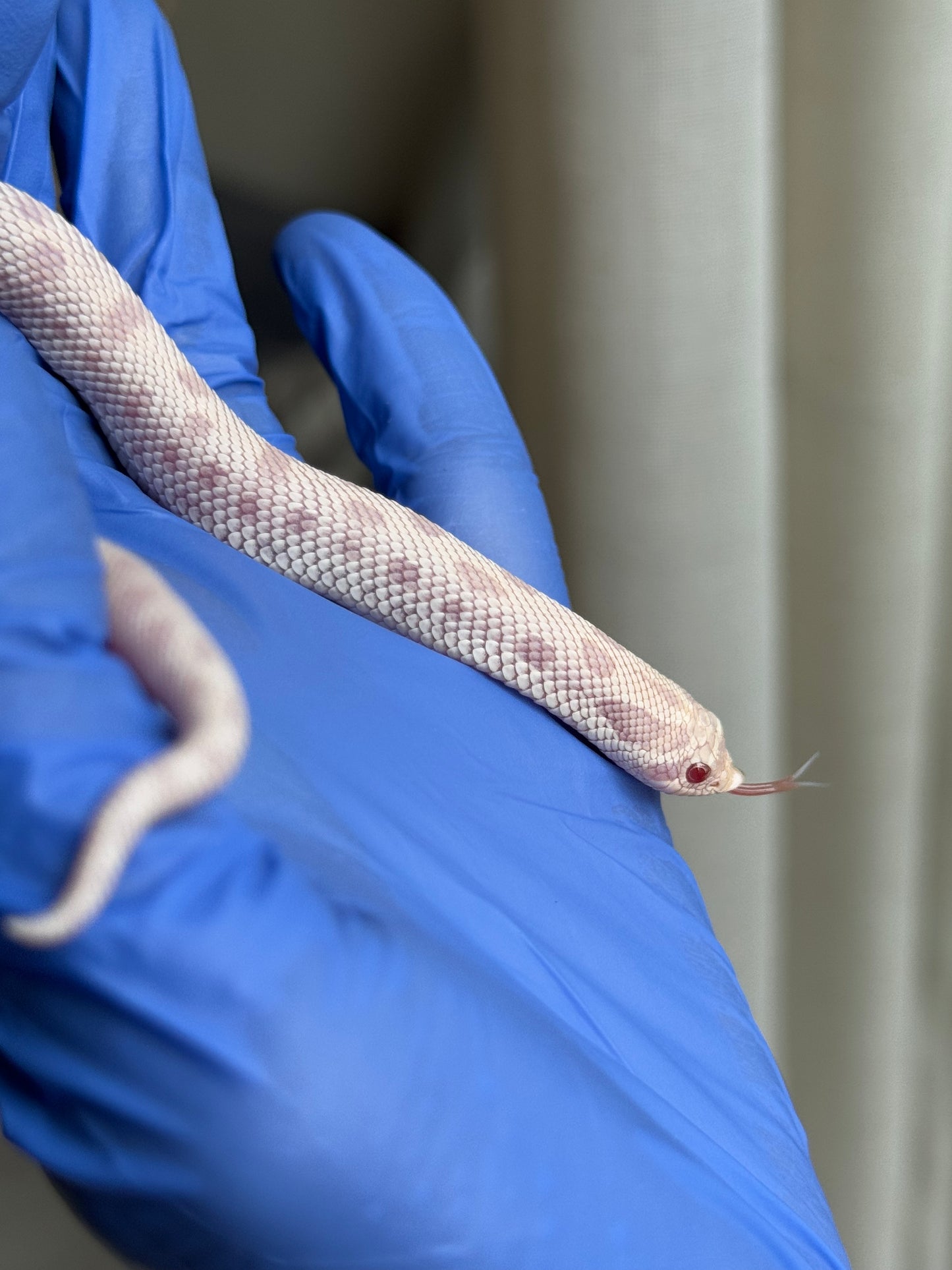 2025 雪白康達66%ph幽靈 ♀ (H25168)