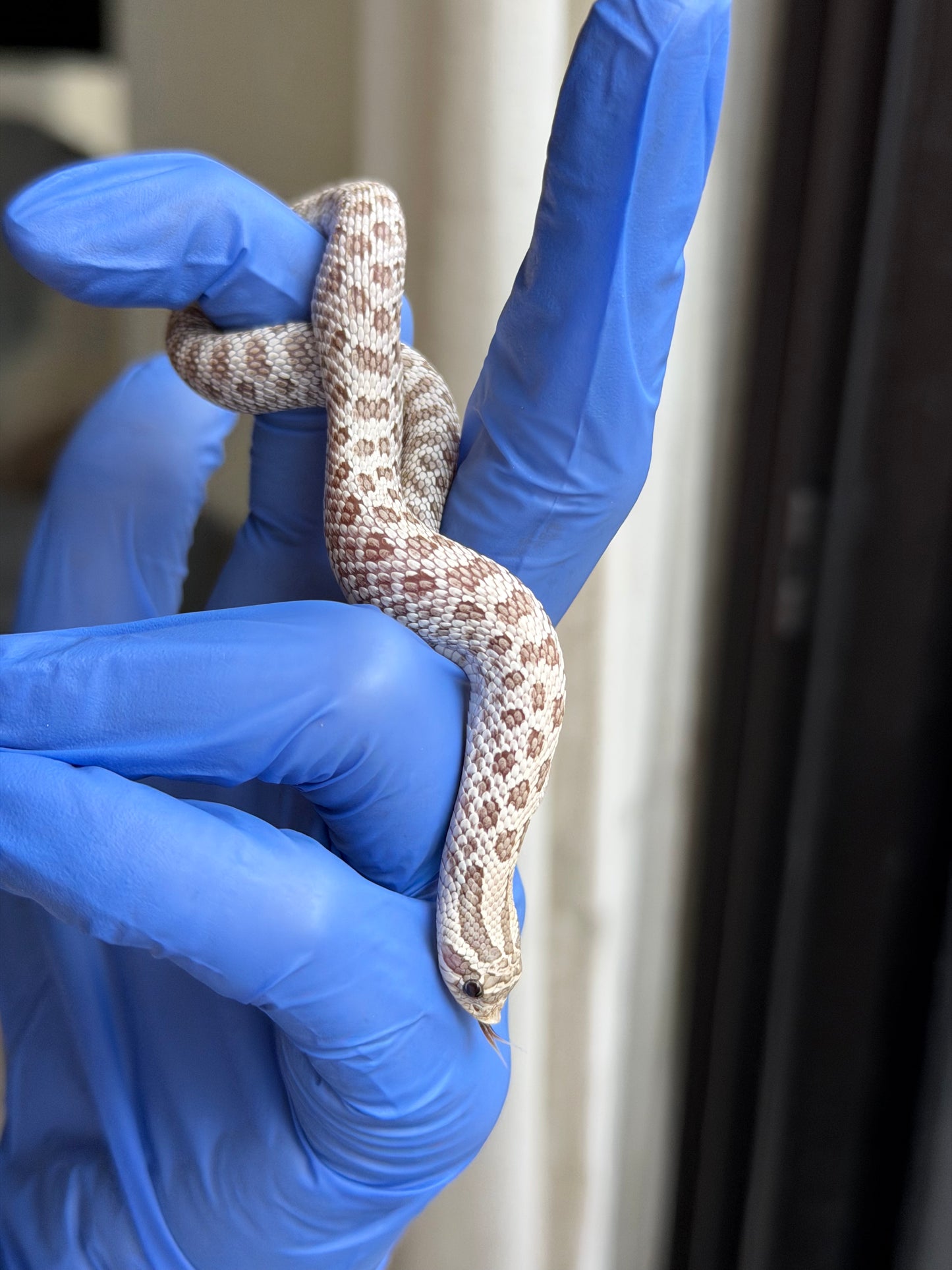 2025 北極毒藥 ♀ (H25387)