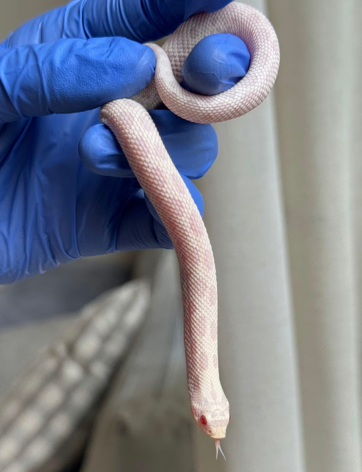 2025 雪白康達66%ph幽靈 ♀ (H25169)