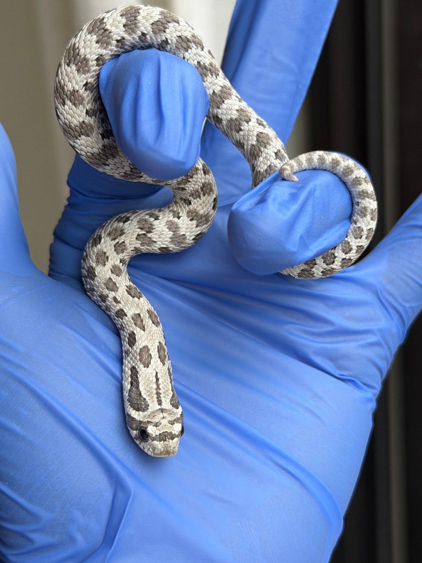 2025 缺黃Het毒藥 ♂ (H25348)