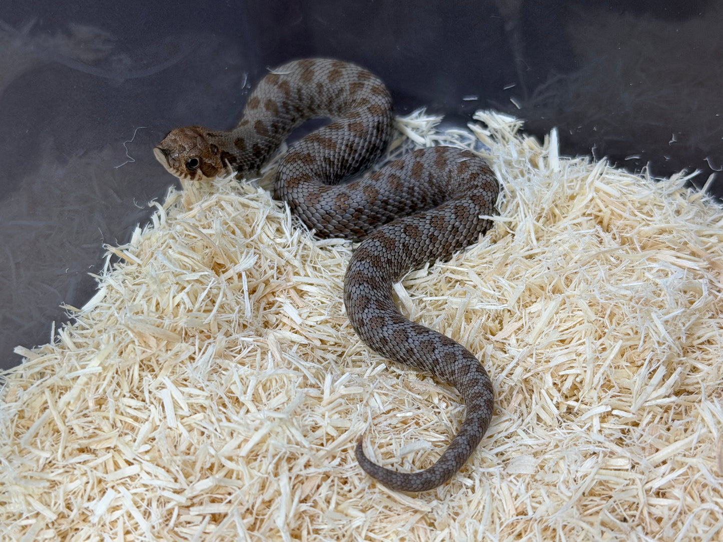 2025 南極Het缺黃海波50%ph白化 ♂ (H25498)