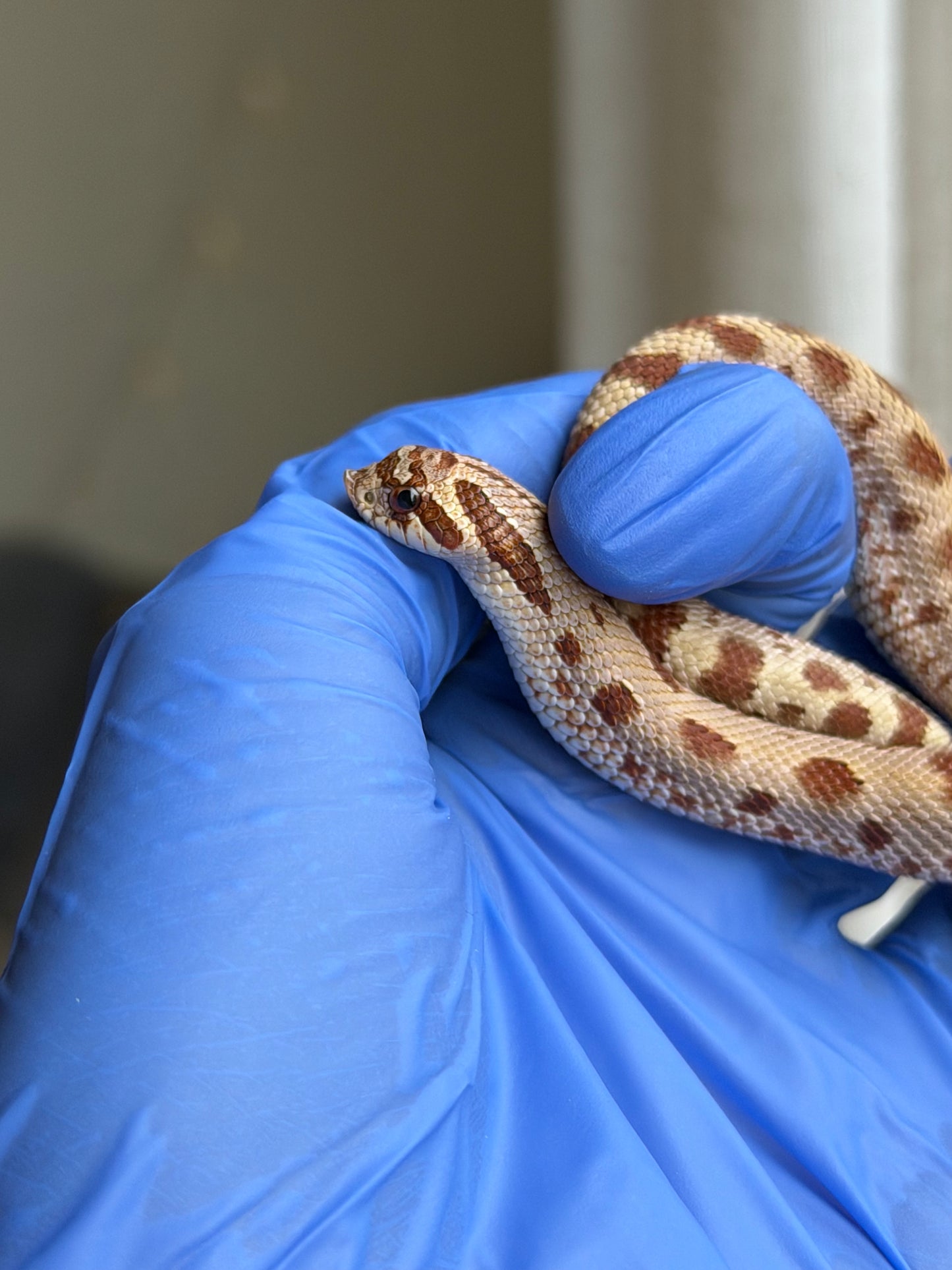 2025 康達Het毒藥 ♂ (H25350)