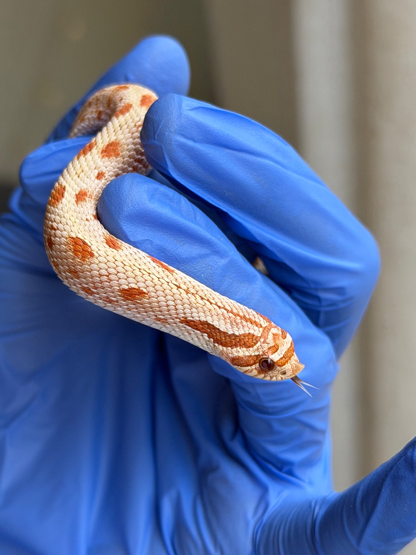 2025 太妃康達Het毒藥 ♂ (H25259)