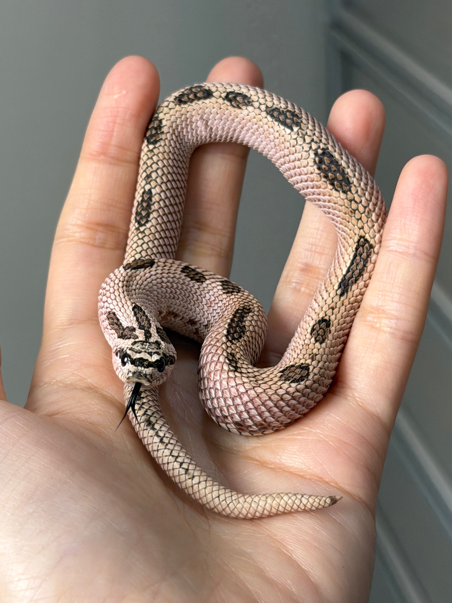 2025 超級北極康達Pos超級康達Het紫貂66%ph白化 ♂ (H25144)