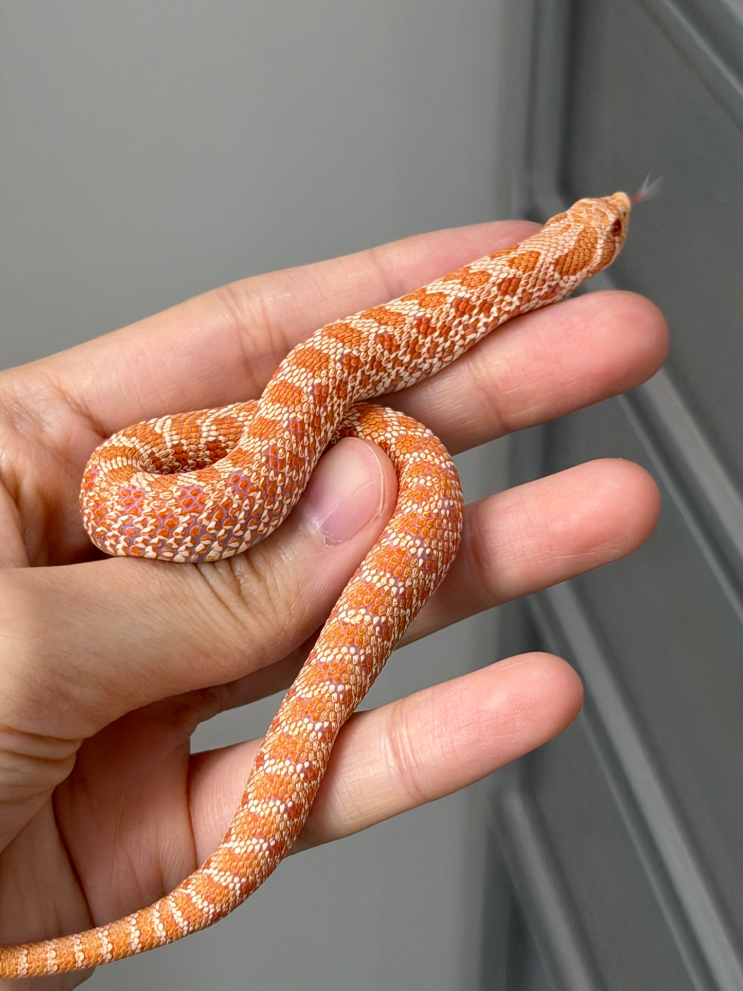 2025 白化Het幽靈雪 ♂ (H25474)