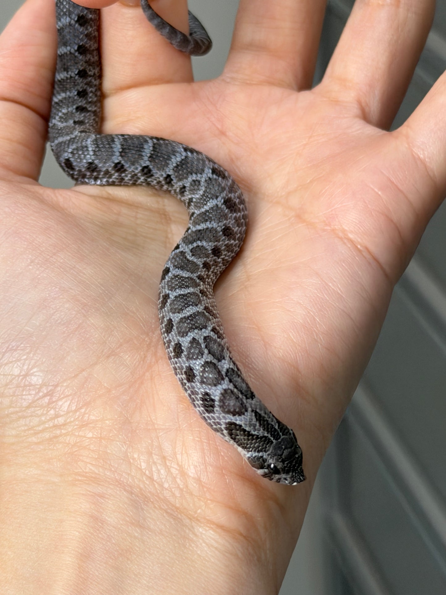 2025 風暴雲Het雪爆 ♂ (H25486)