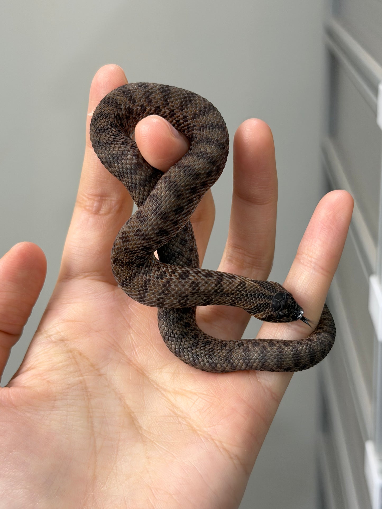 2025 北極瑞士巧克力66%ph白化ph薰衣草 ♀ (H25279)