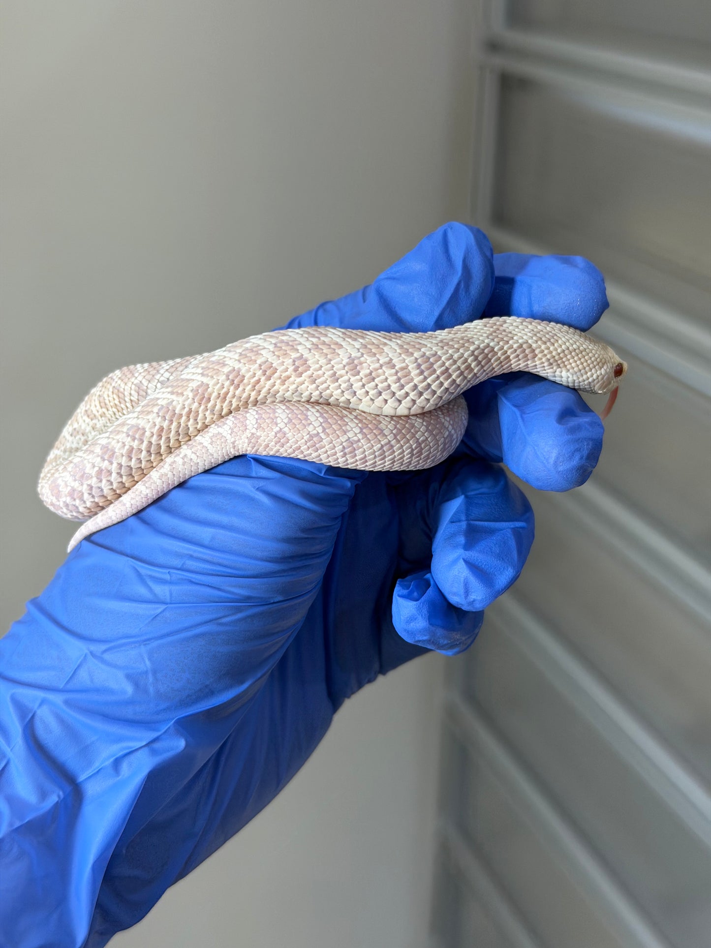 2025 雪白66%ph幽靈 ♀ (H25097)