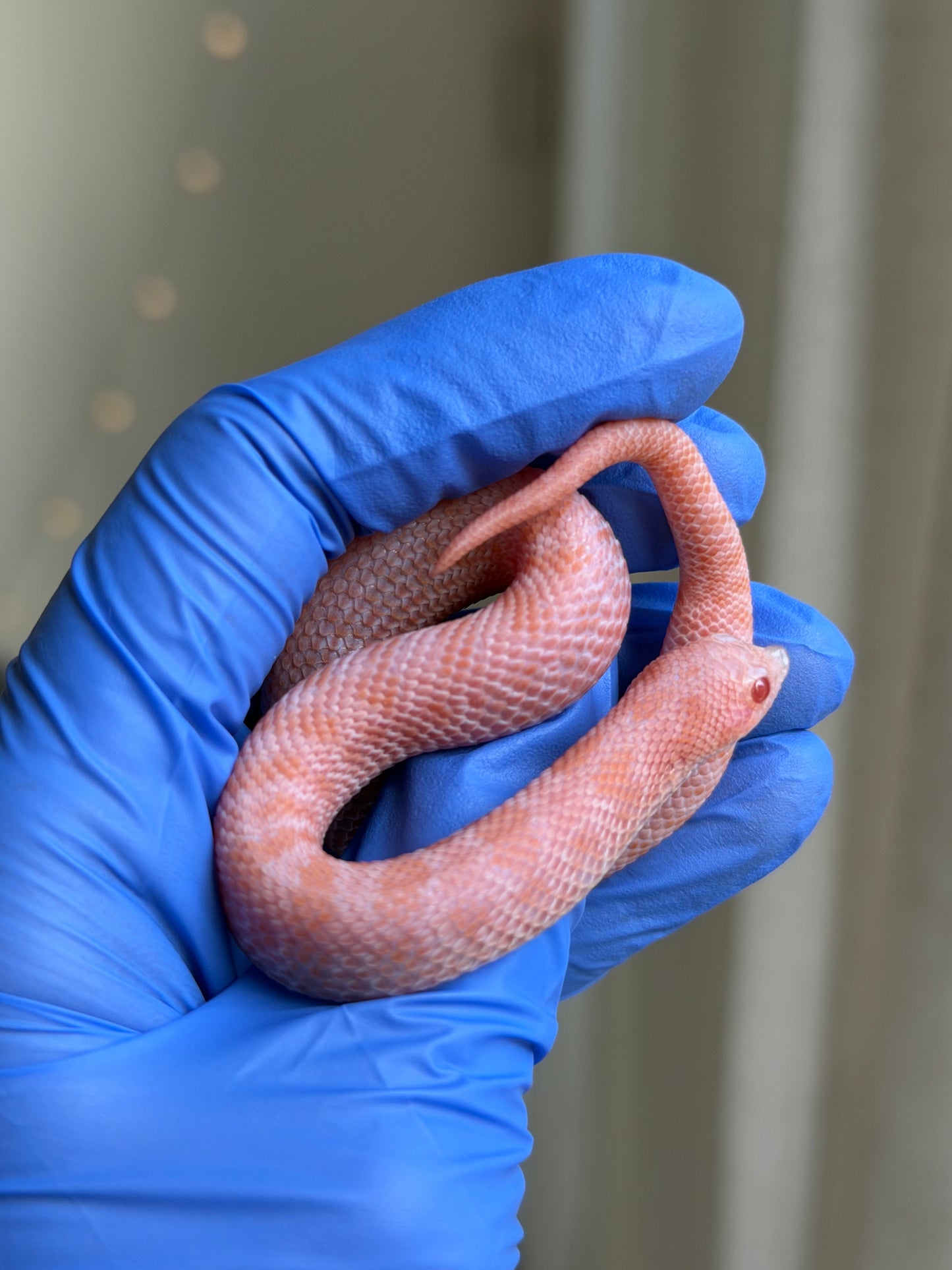 2025 超級北極太陽爆炸 ♂ (H25230)