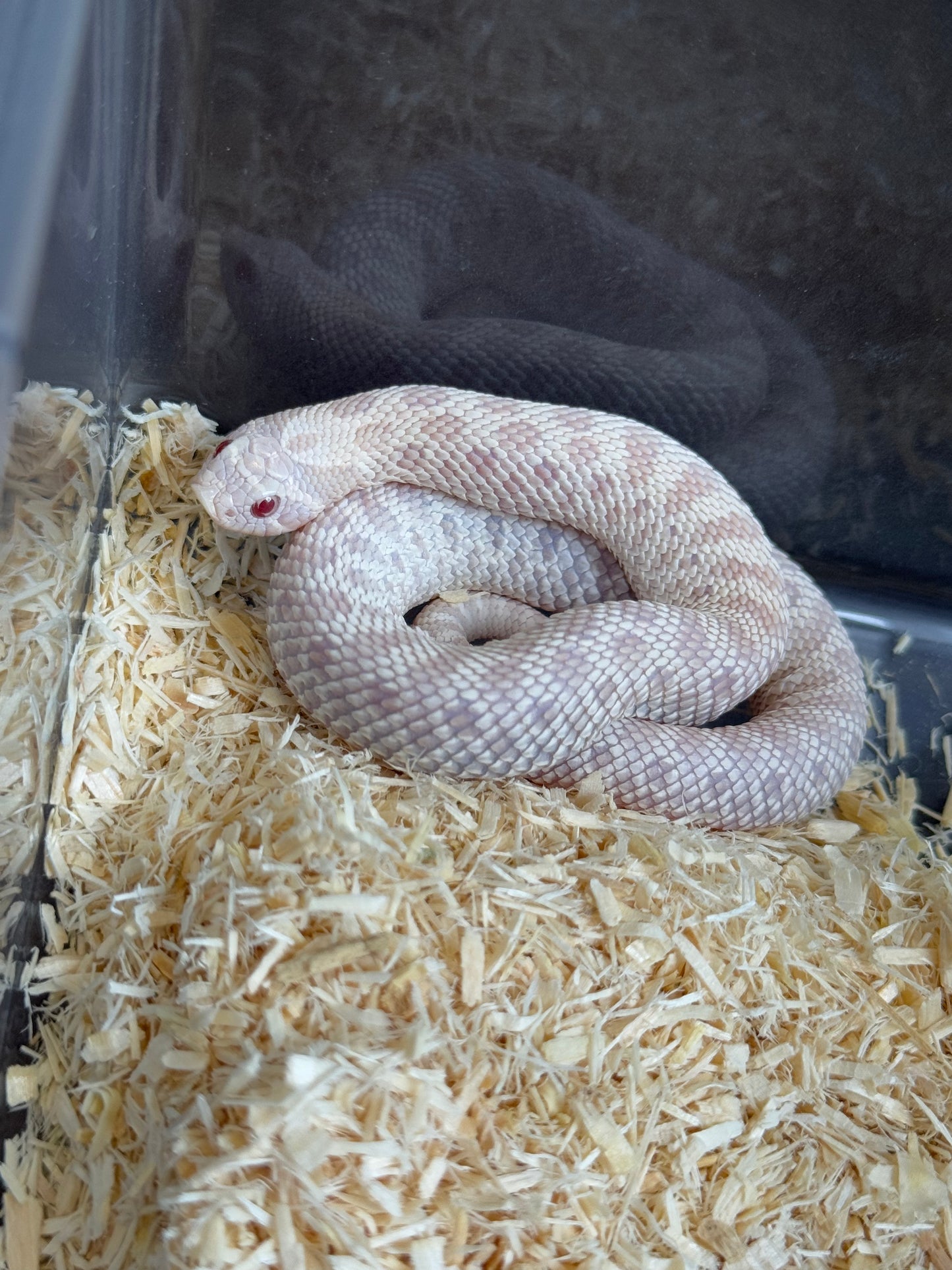 2025 雪白 ♀ (H25026)