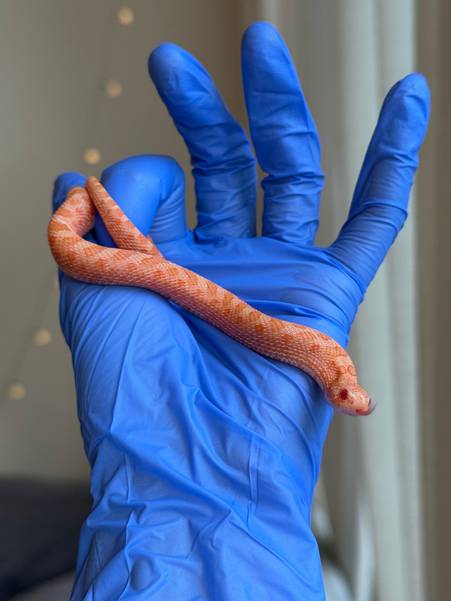 2025 太陽爆炸 ♂ (H25045)