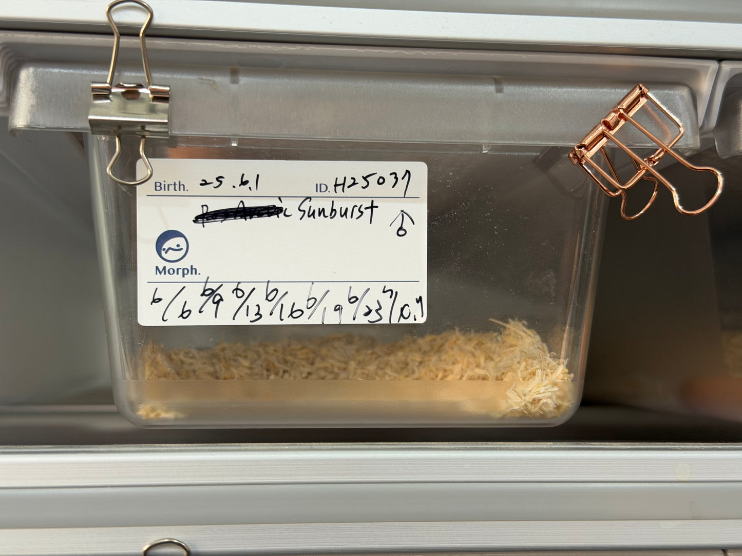 2025 *競標*太陽爆炸 ♂ (H25037)