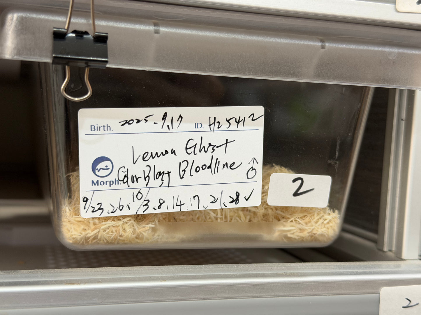 2025 *競標*可愛小普豬Het白化 ♂ (H25412)