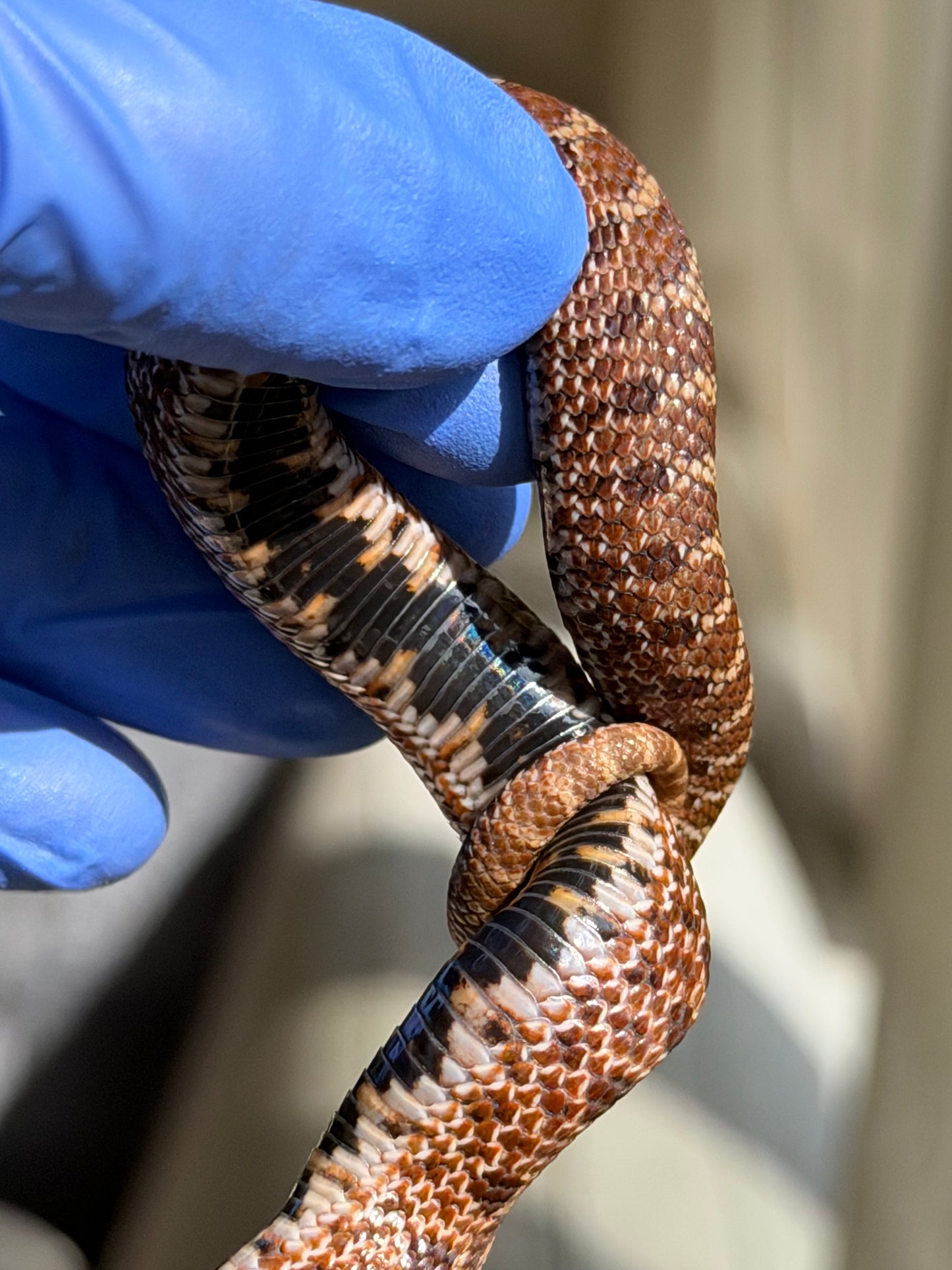 2025 紫貂Het雪爆 ♂ (H25456)