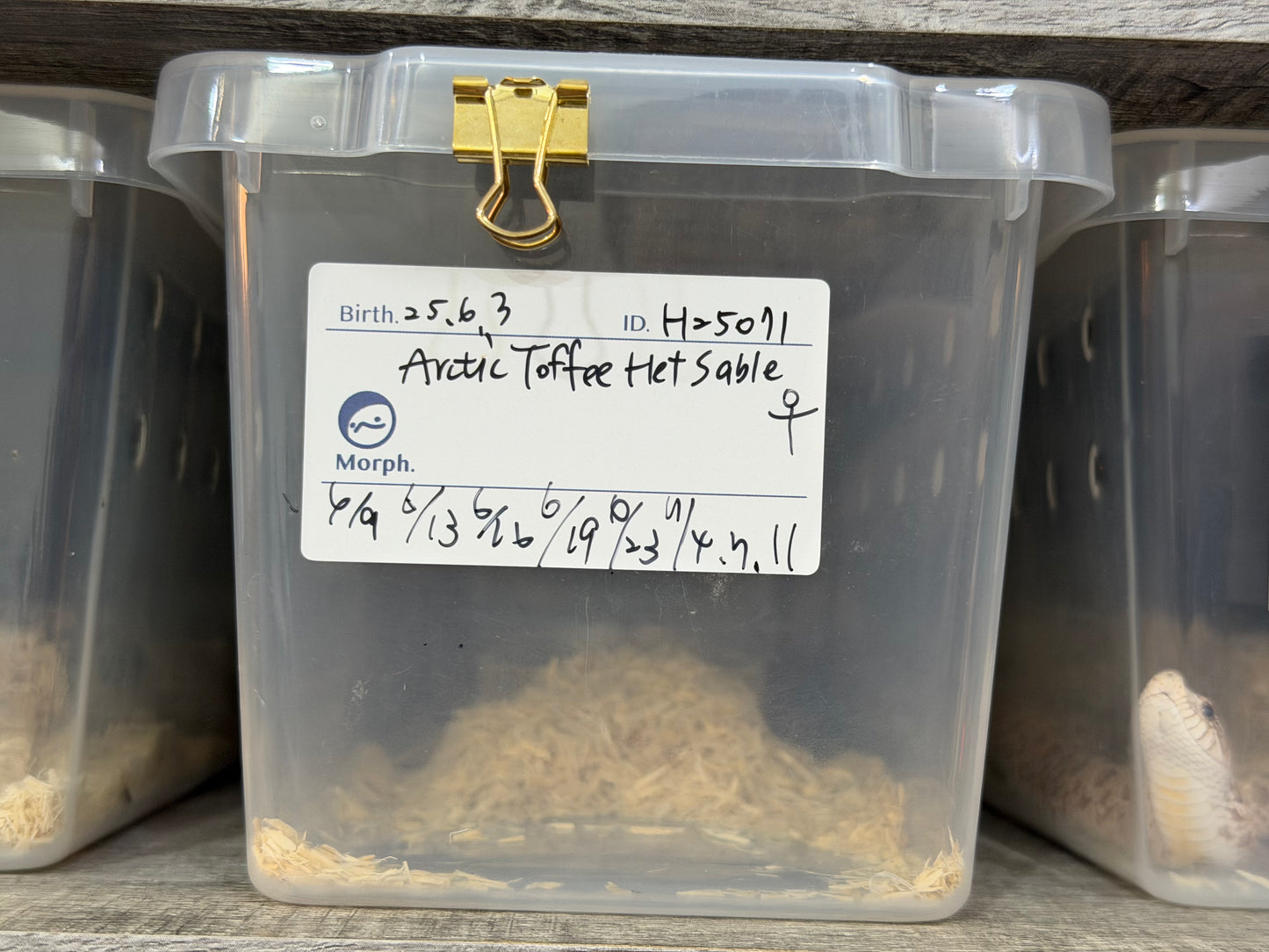 *競標* 2025 北極太妃Het紫貂 ♀ (H25071)