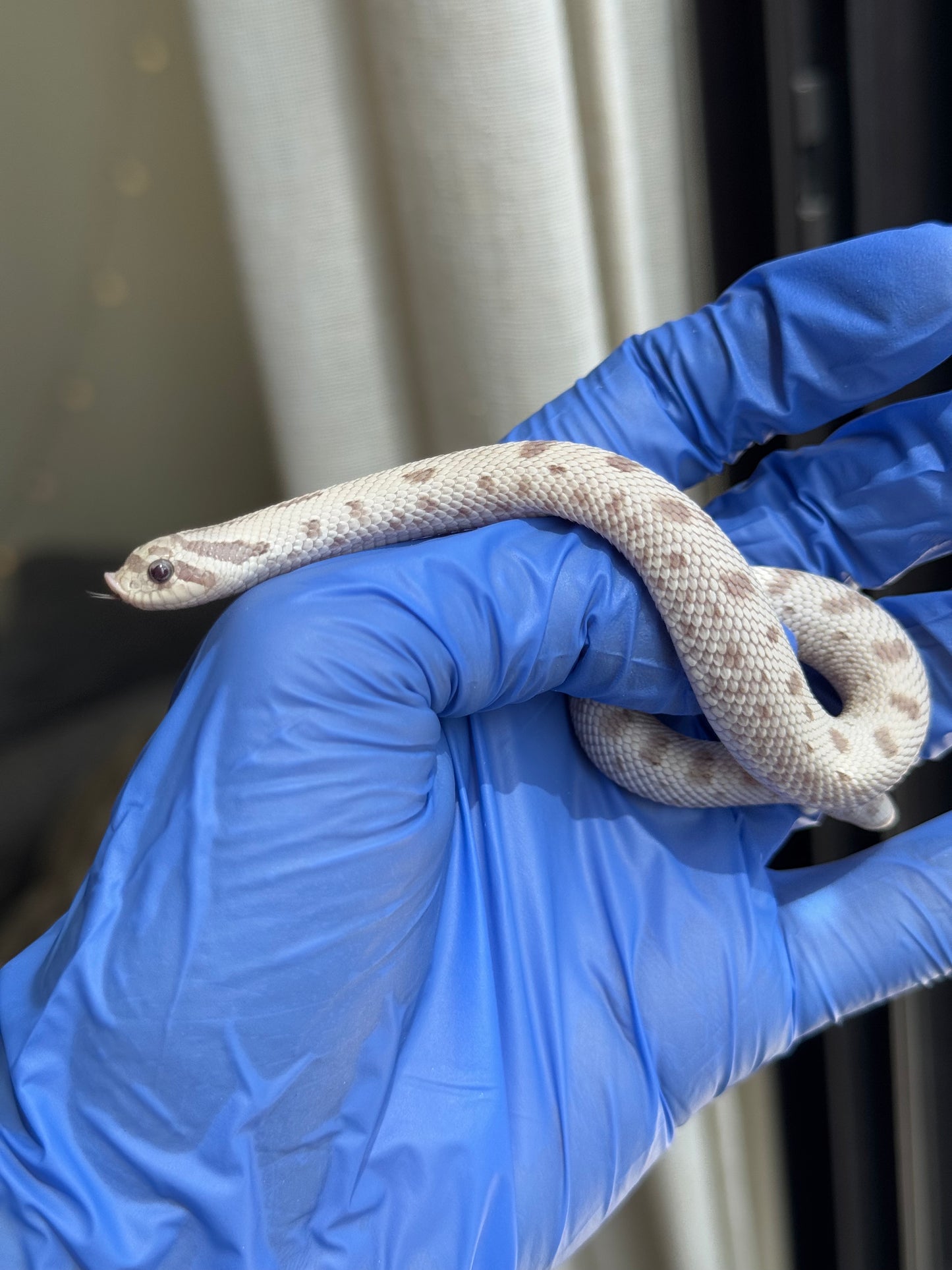 2025 毒藥康達 ♀ (H25250)