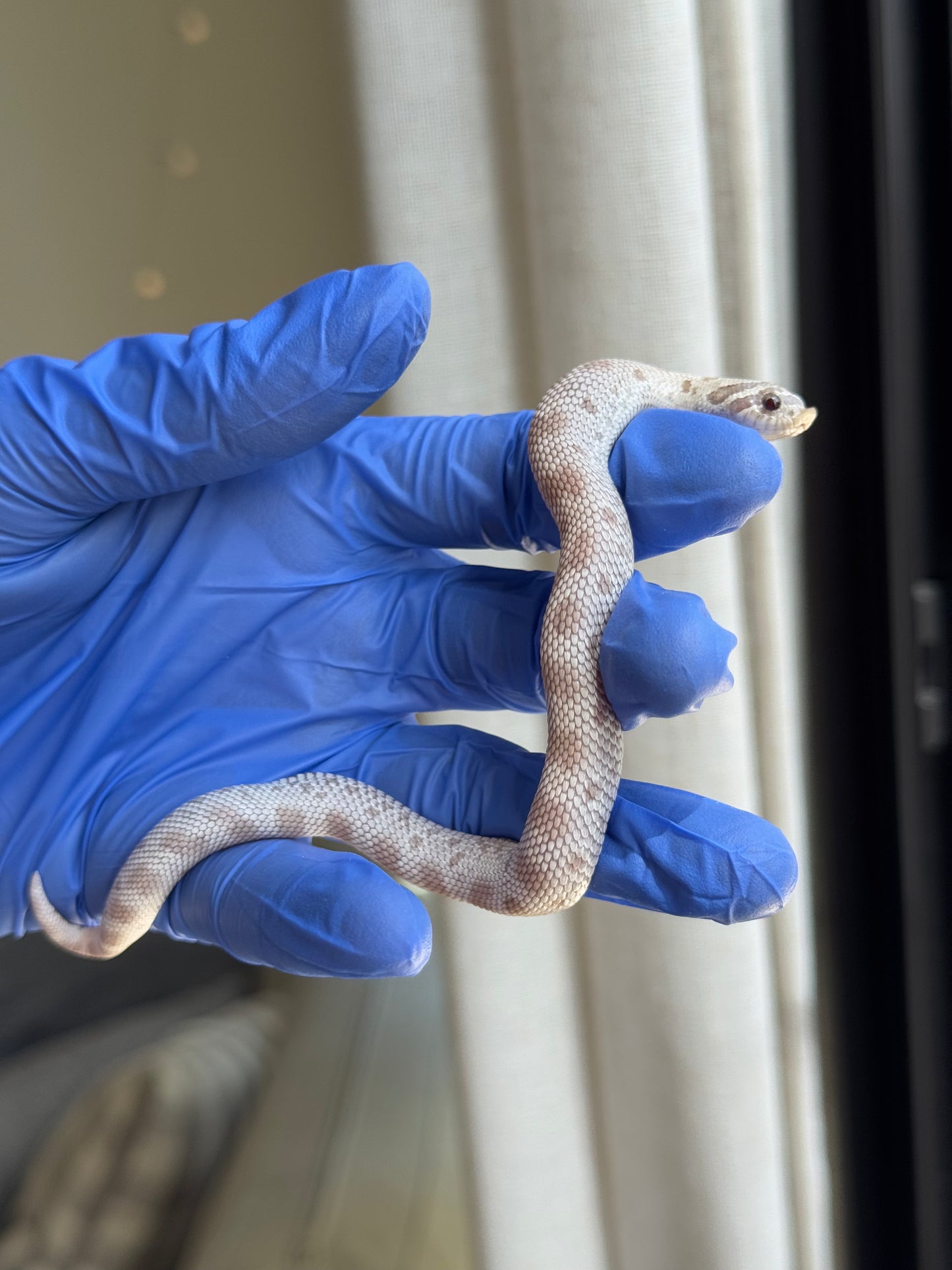 2025 毒藥康達 ♀ (H25251)