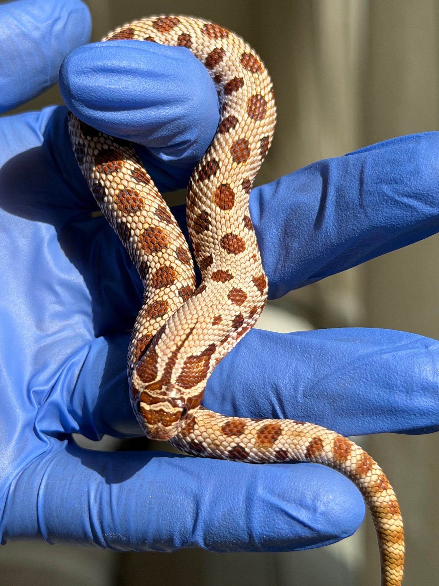 2025 康達66%ph巧克力66%ph白化, 50%彩色爆風血系 ♂ (H25445)