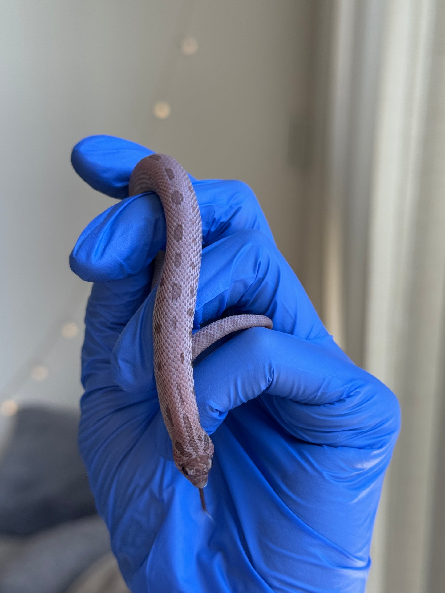 2025 超級北極邁泰康達 ♂ (H25333)