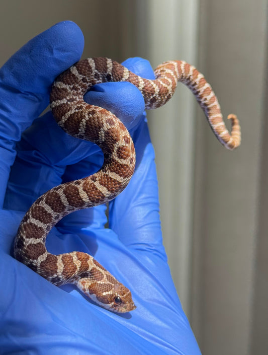 紫紅極端紅X純血沃瑪Cross