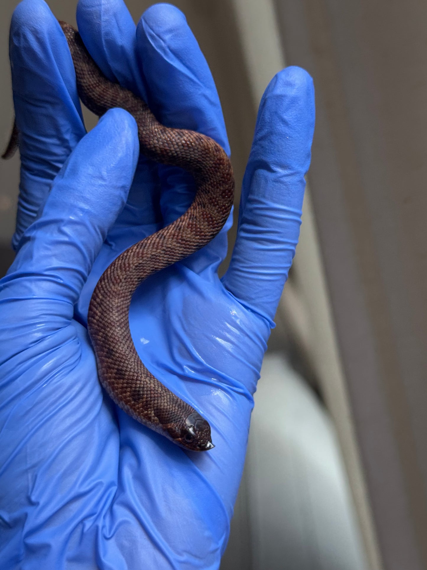 2025 瑞士巧克力66%ph白化ph薰衣草 ♂ (H25389)