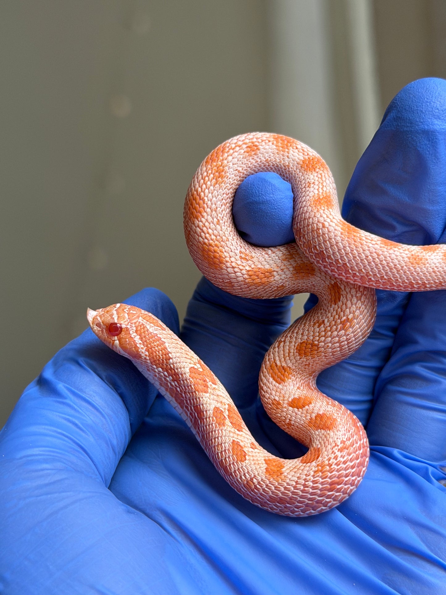 極端紅珊瑚康達