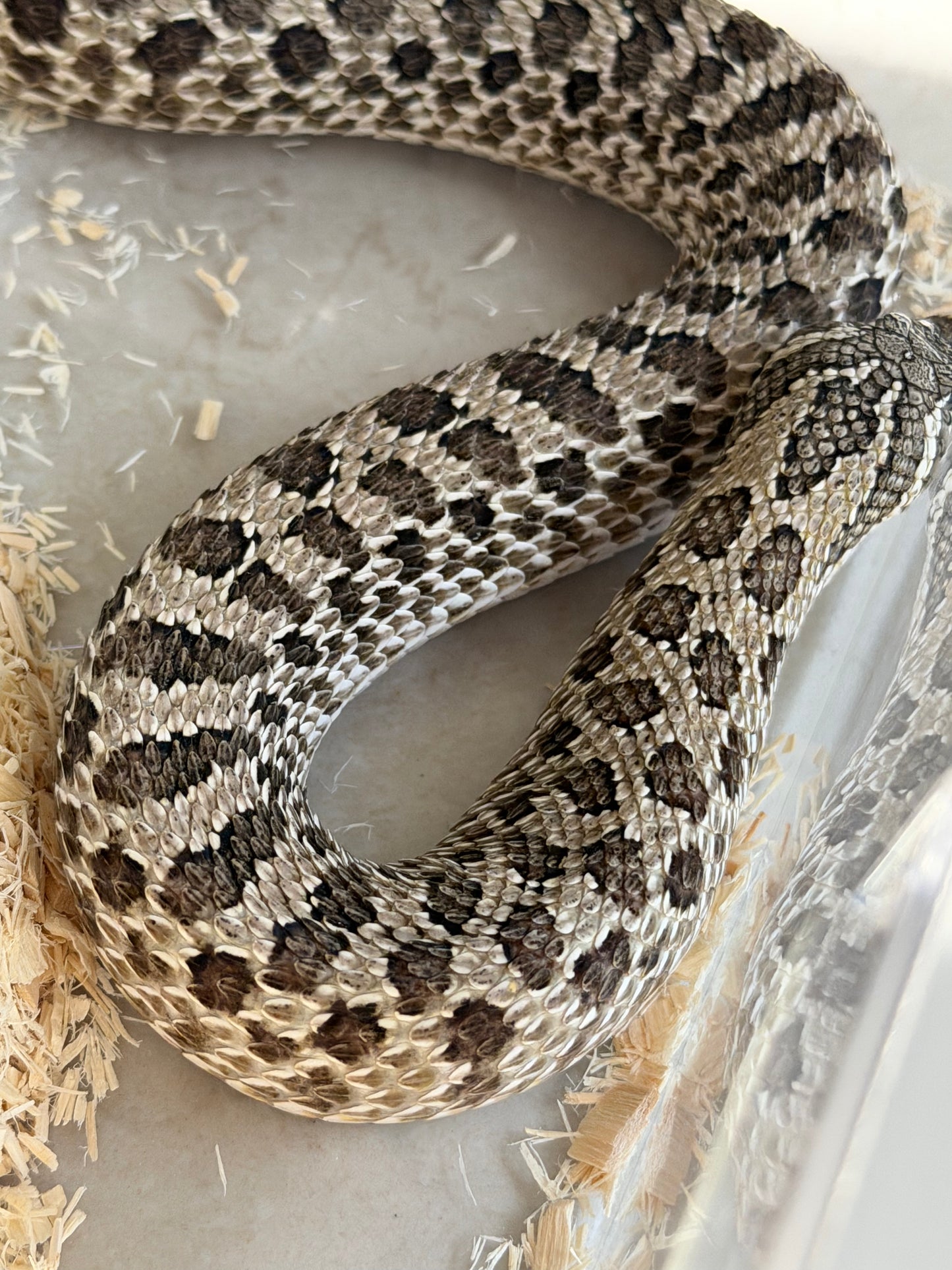 *競標* 2022 北極 ♀ (驗證種母)