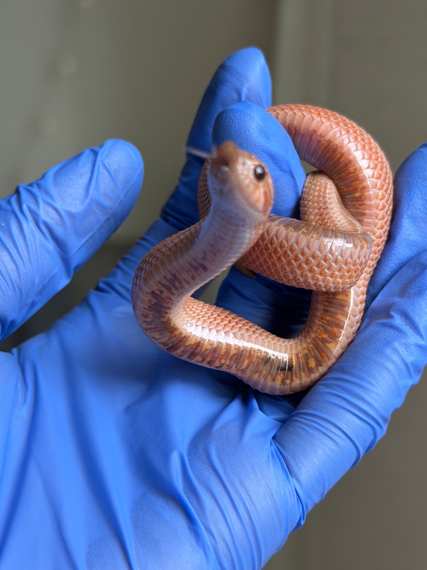 2025 RBE淡彩北極邁泰超級康達 ♂ (H25171)