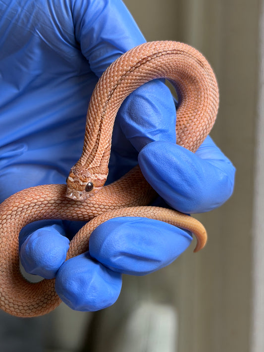 RBE淡彩北極邁泰超級康達