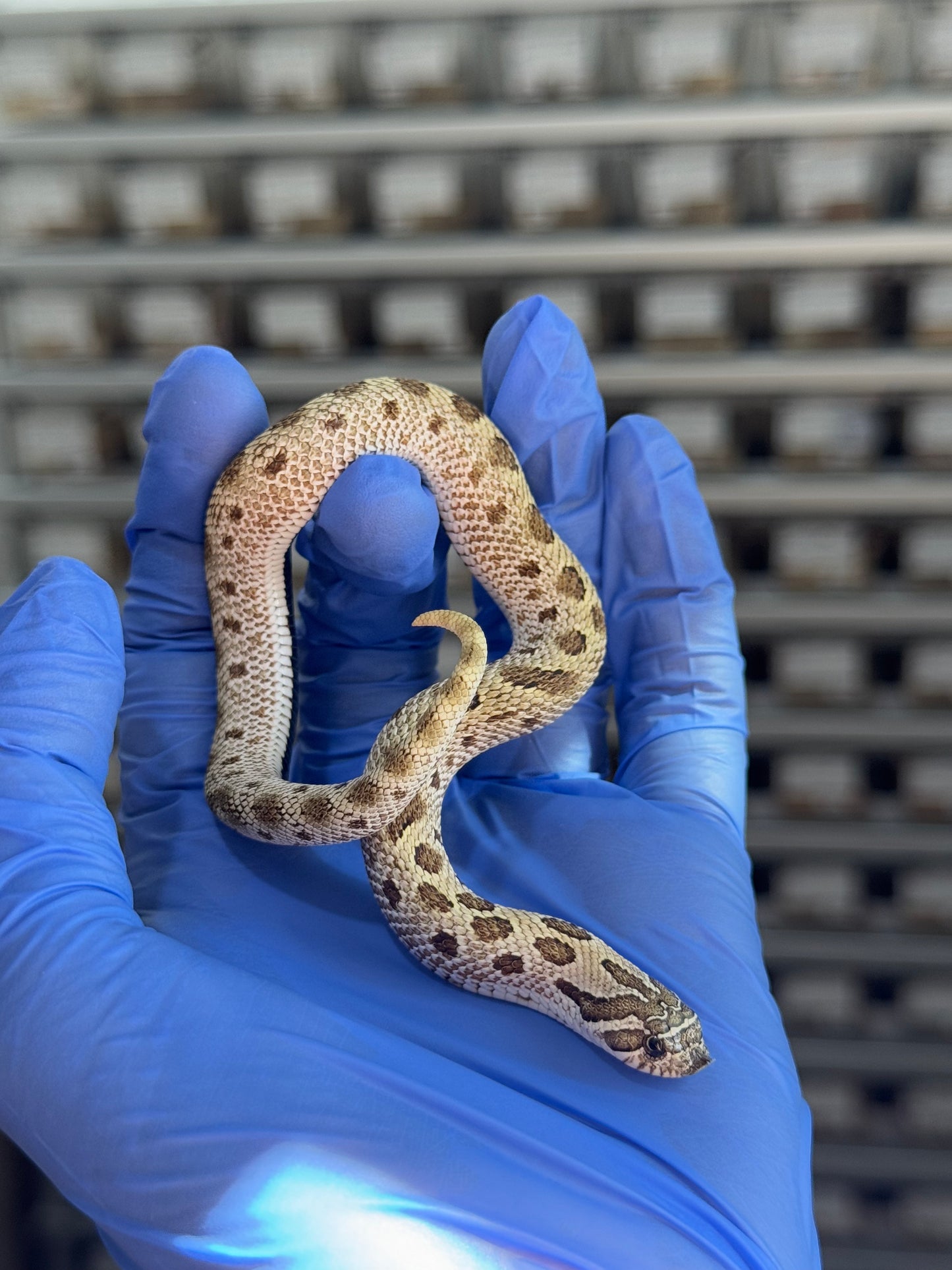 2025 北極康達Het太妃50%ph紫貂 ♀ (H25185)