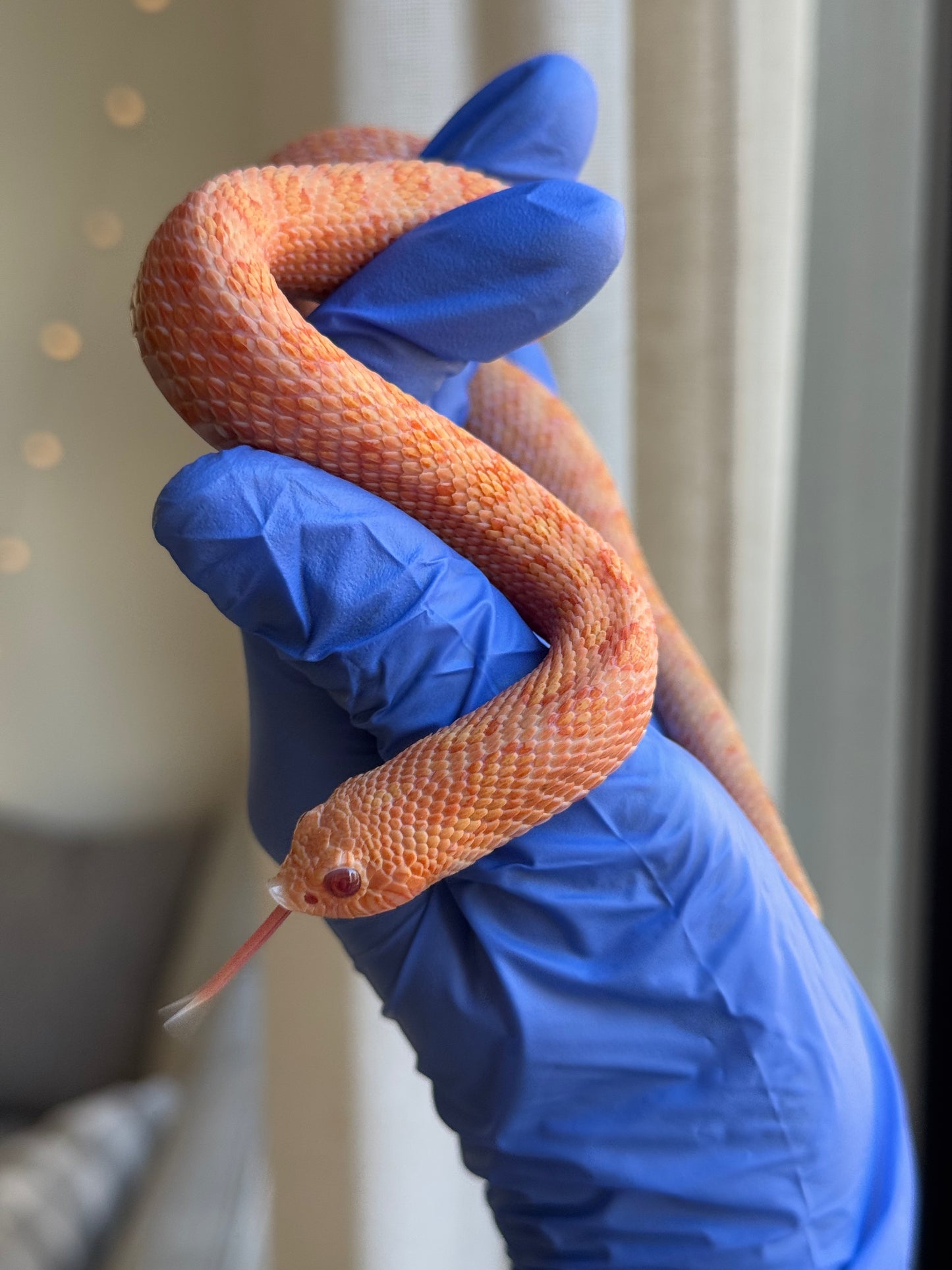 2024 北極太陽爆炸 ♂ (H24614)