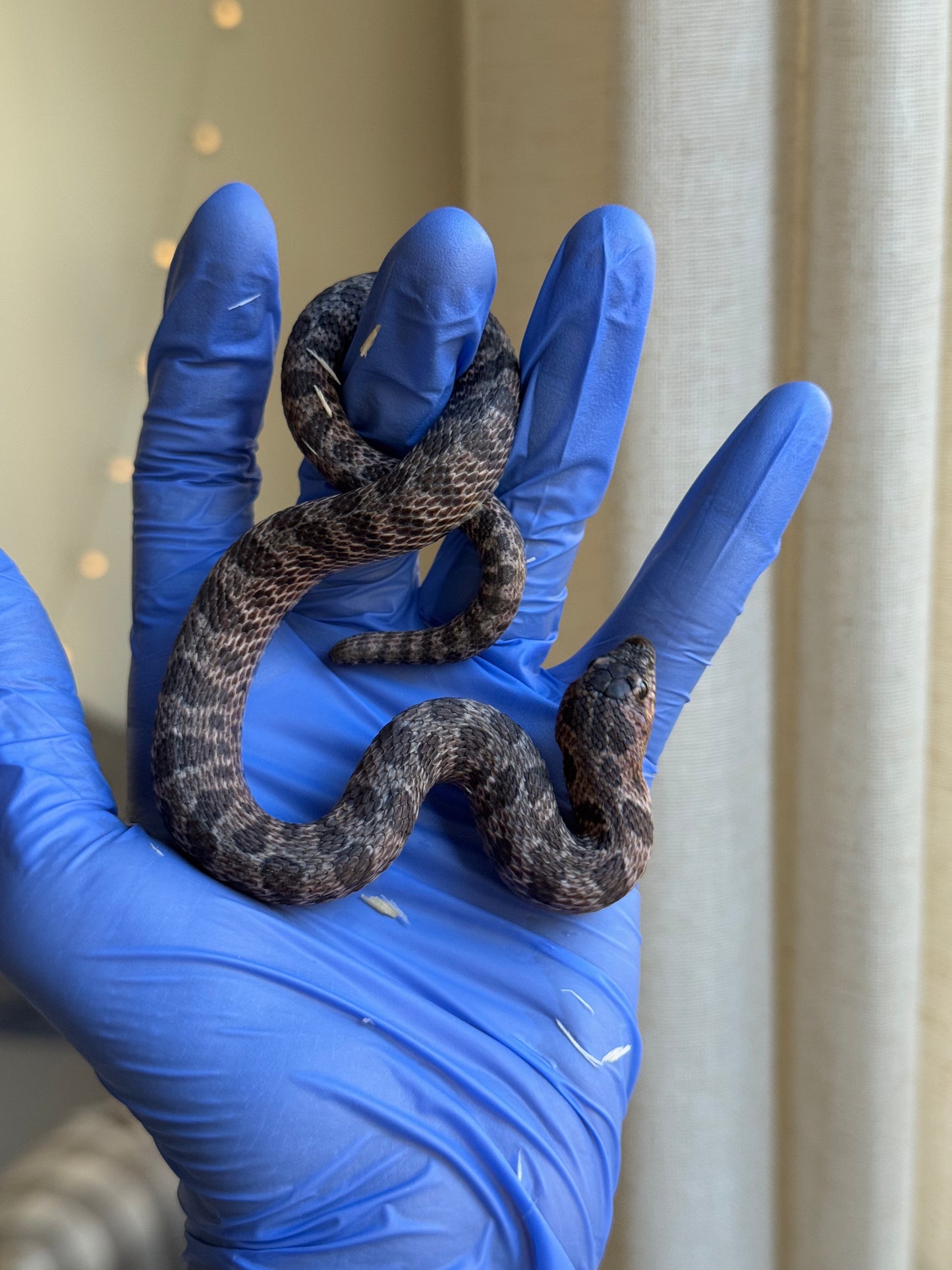 2024 超級北極紫貂Het白化 ♂ (H24468)