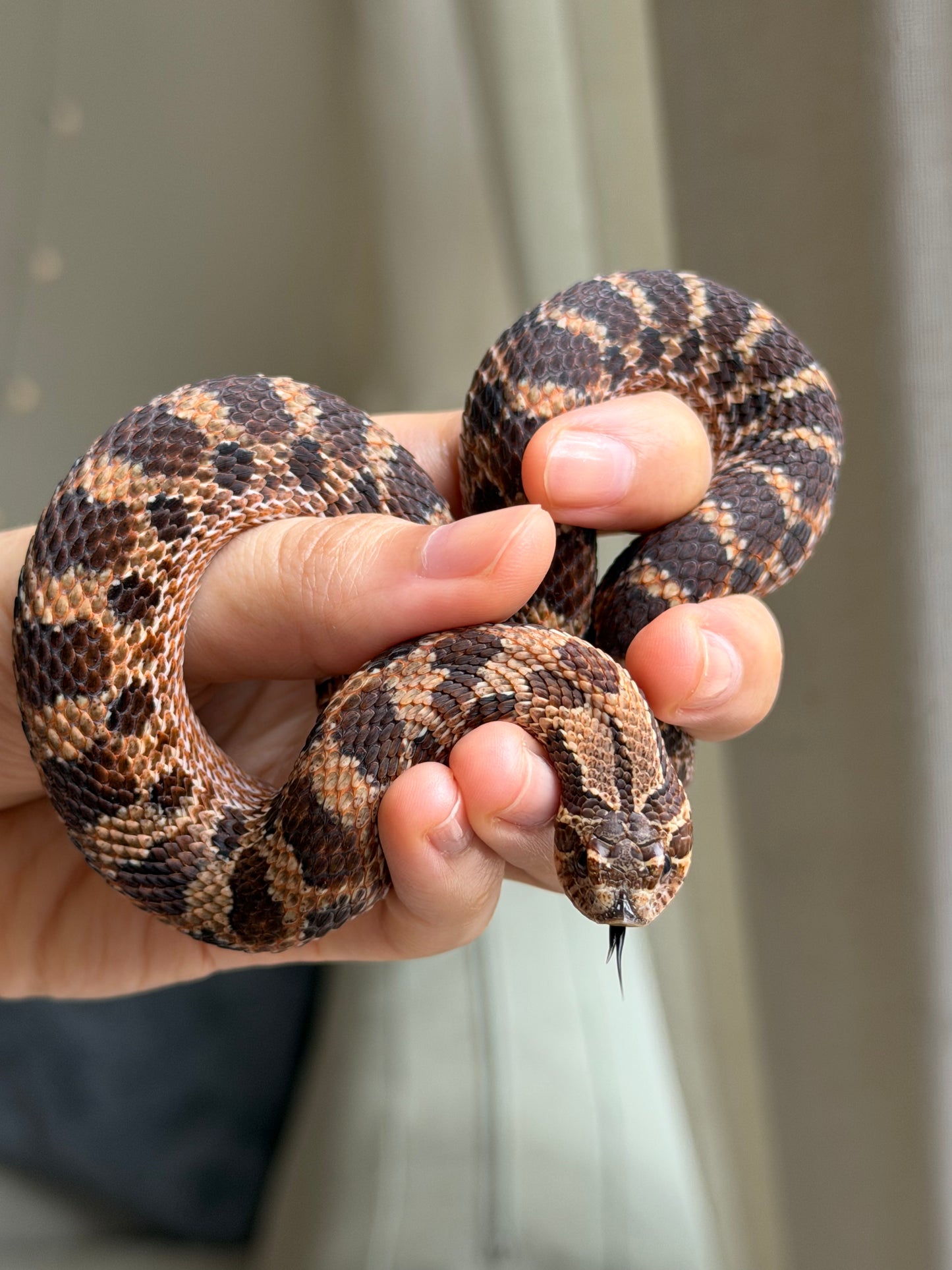 紫貂Het風暴雲
