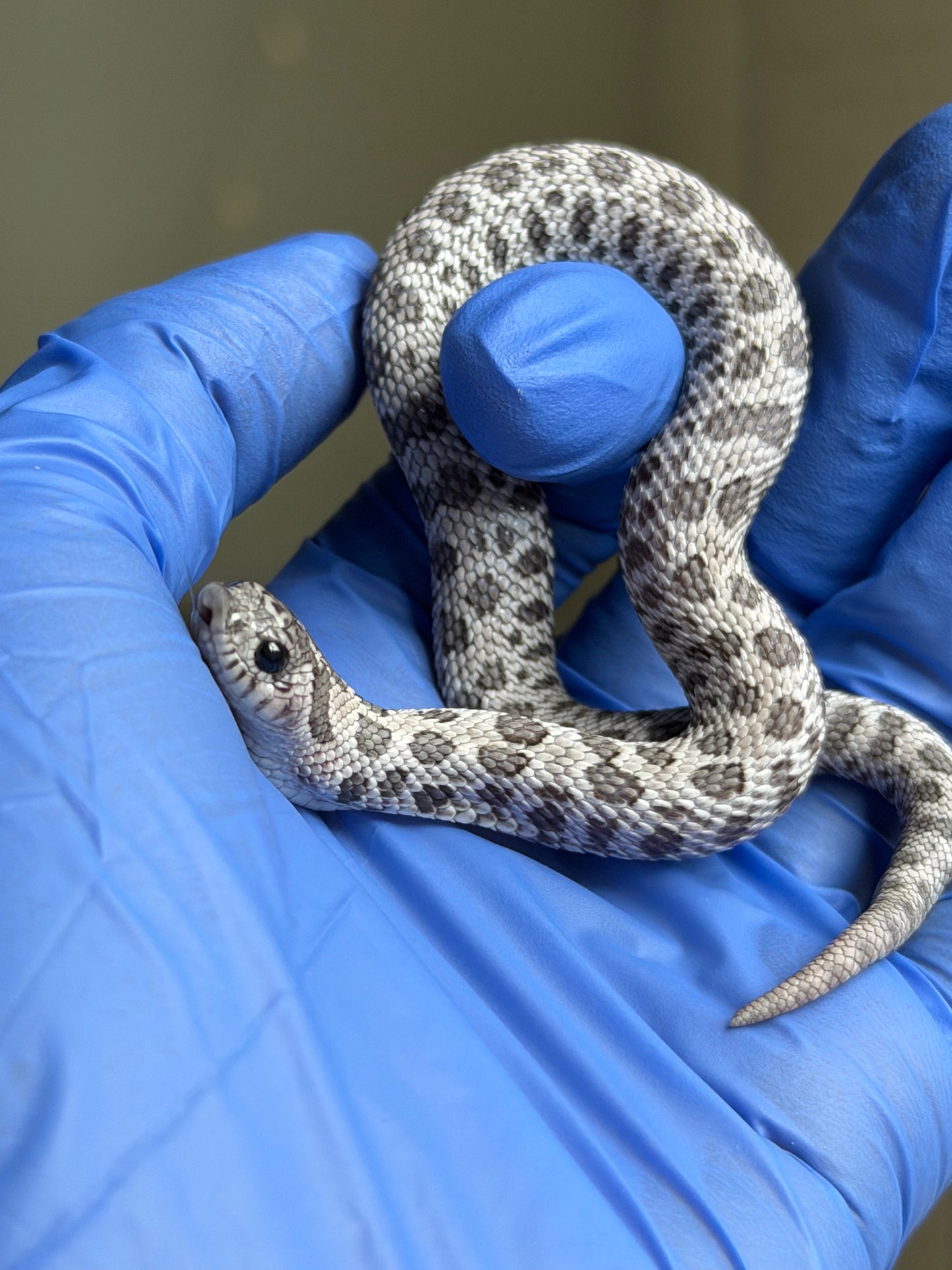 2025 月光石 ♀ (H25422)