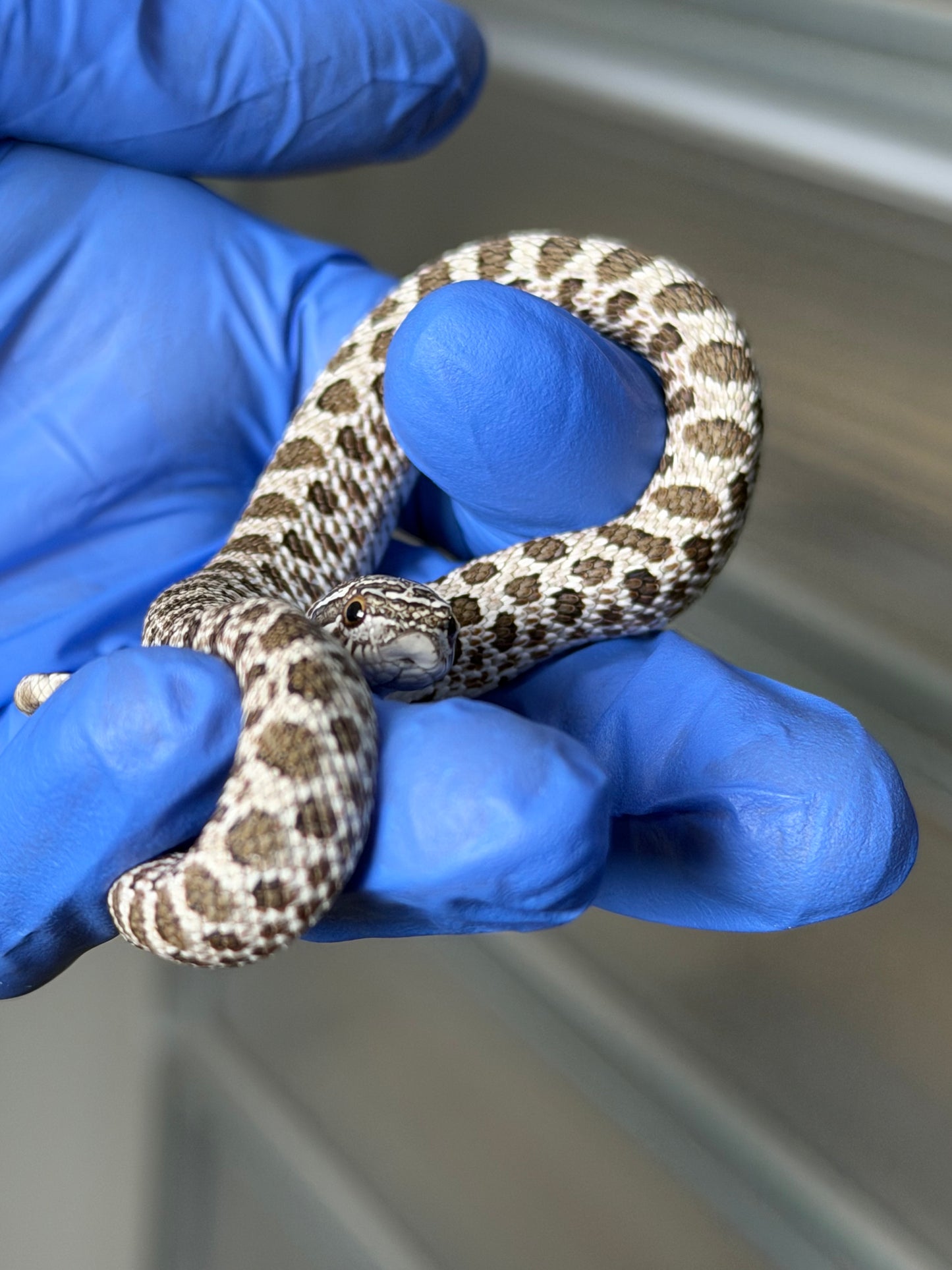 2025 北極Het白化 ♂ (H25379)