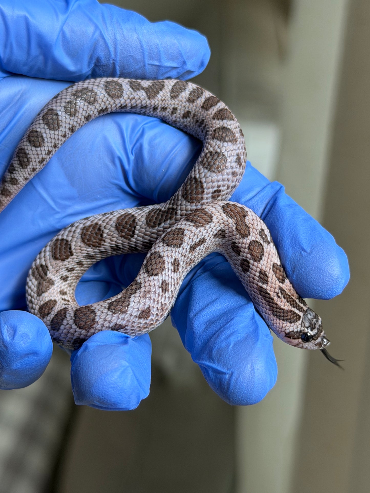 2025 超級北極紫貂康達Het白化 ♀ (H25363)