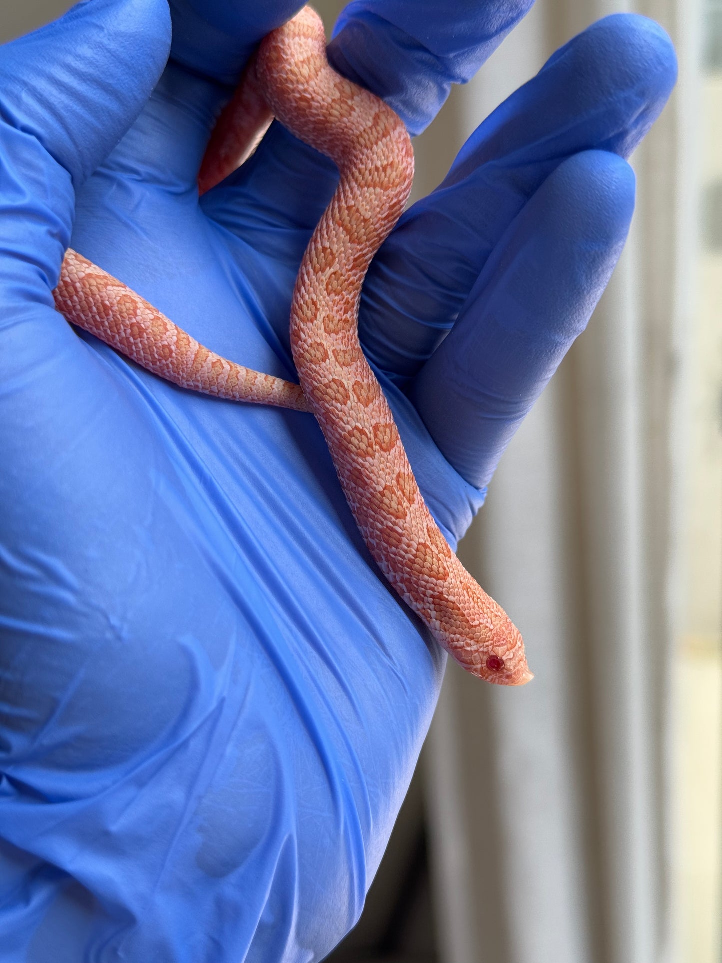 2025 北極太陽爆炸 ♀ (H25034)