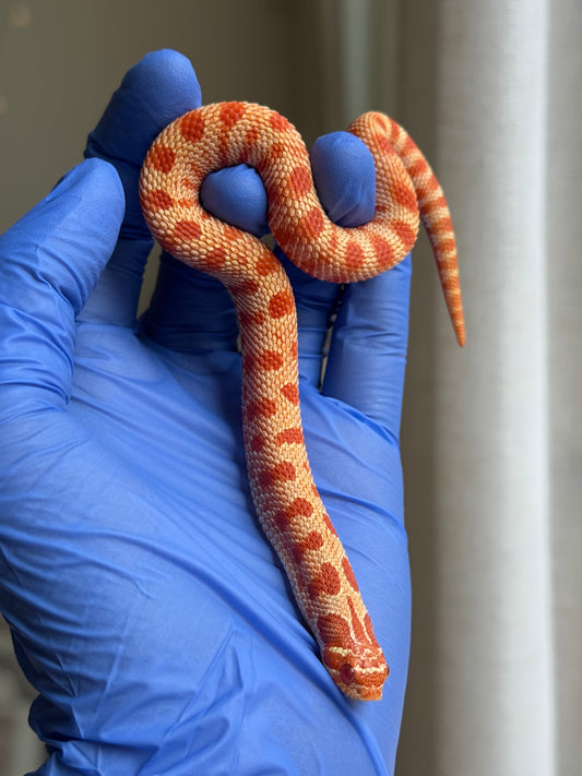 灰質第三代極端紅白化康達