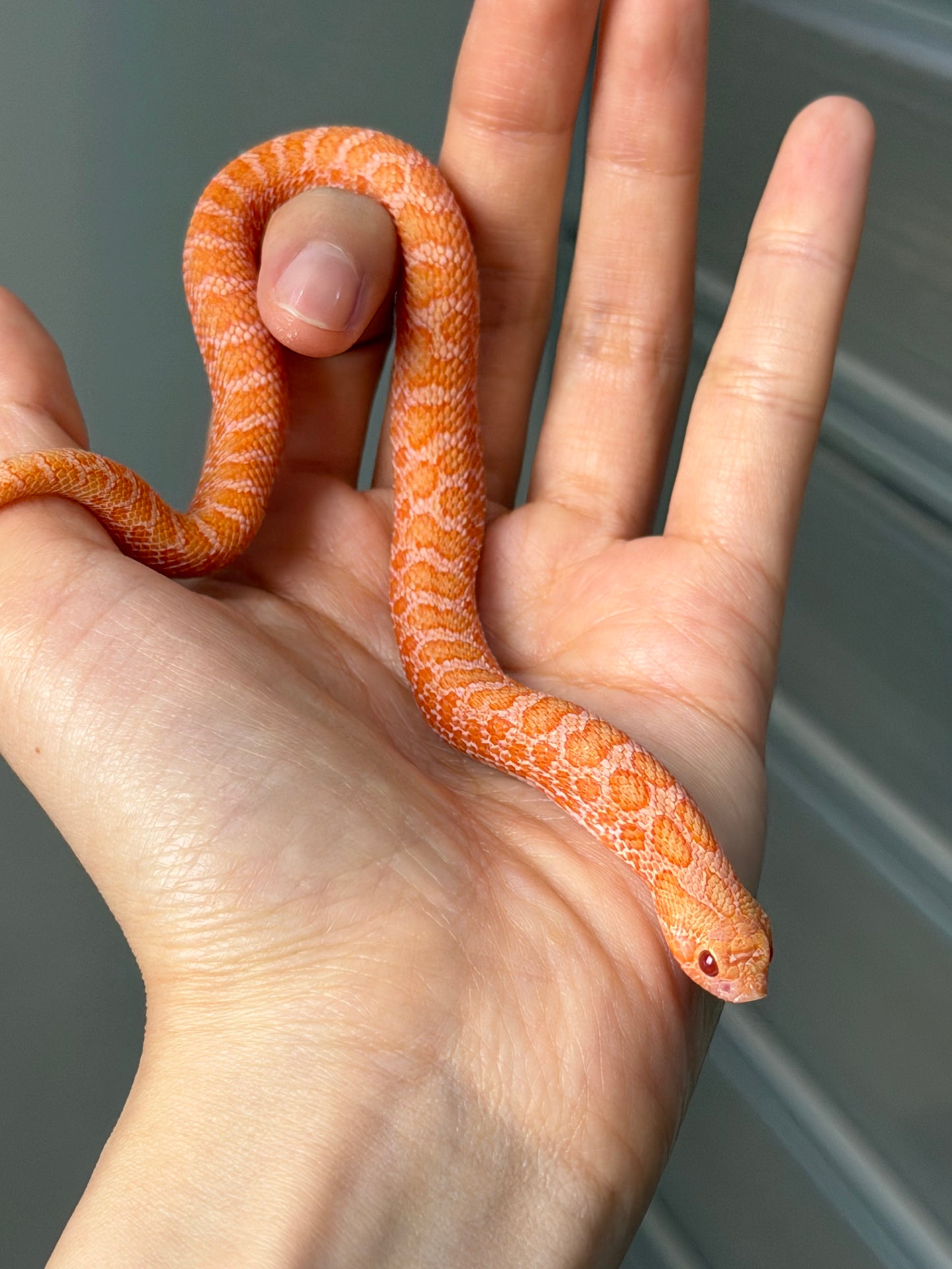 2025 太陽爆炸Het雪爆 ♂ (H25454)