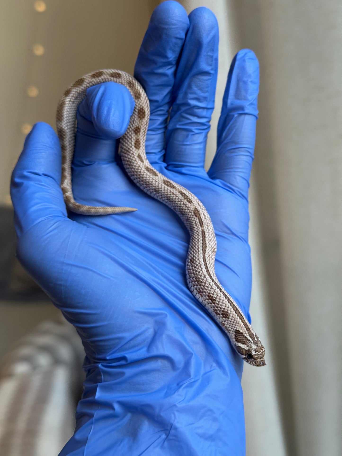 2025 北極康達50%ph薰衣草 ♂ (H25326)