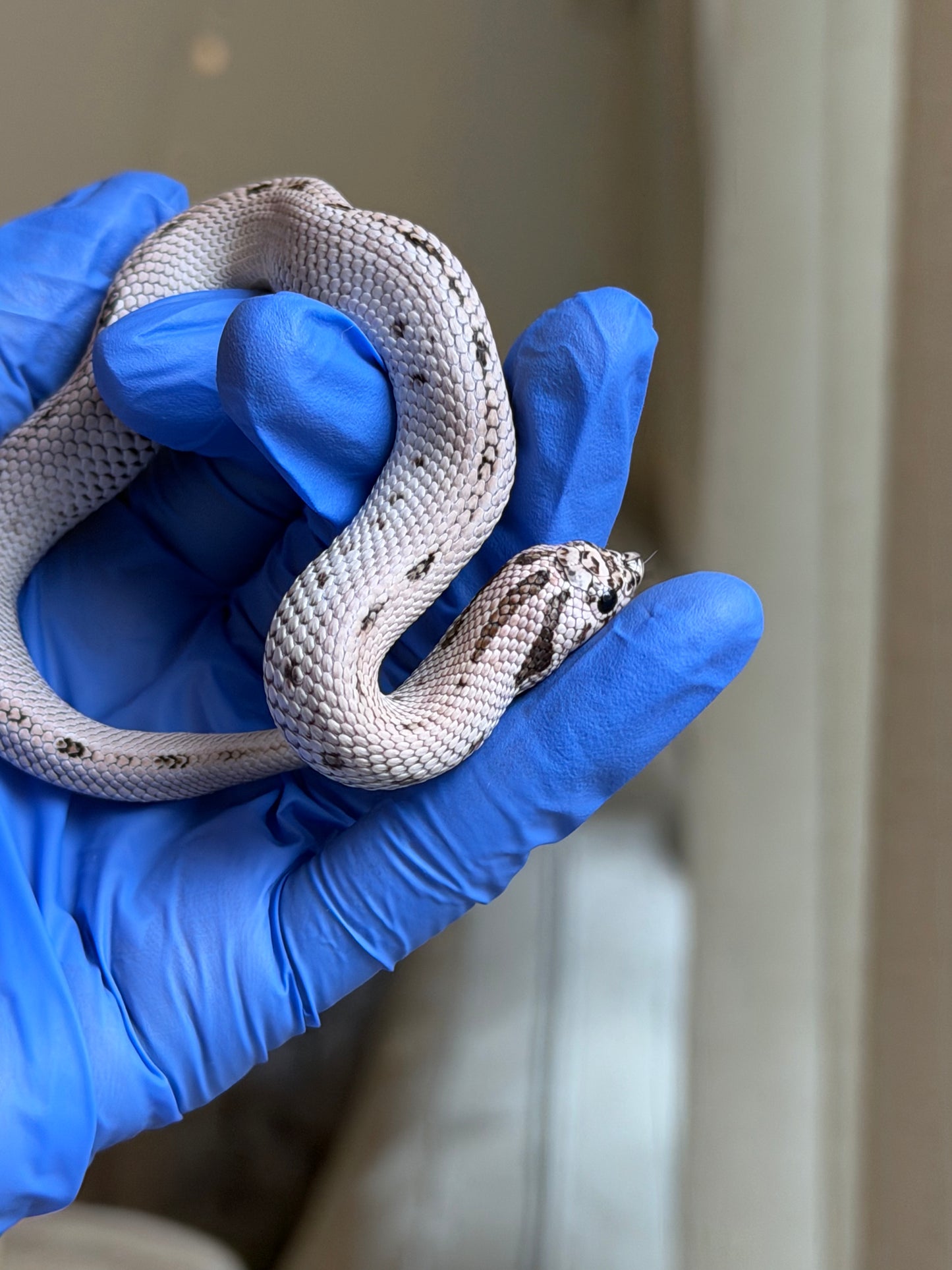 2025 超級北極康達50%ph薰衣草 ♀ (H25310)