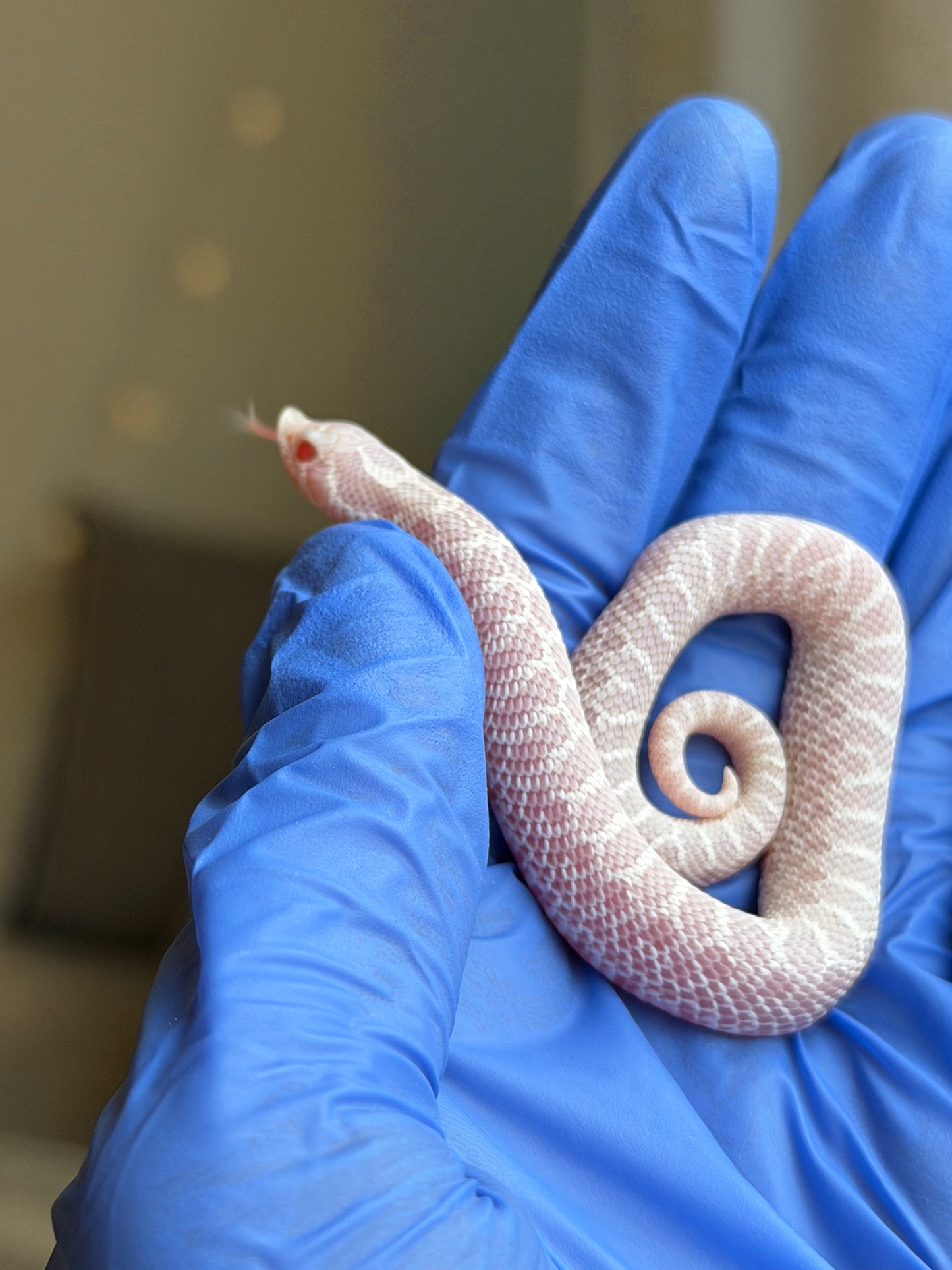 2025 雪白Het雪爆 ♂ (H25485)