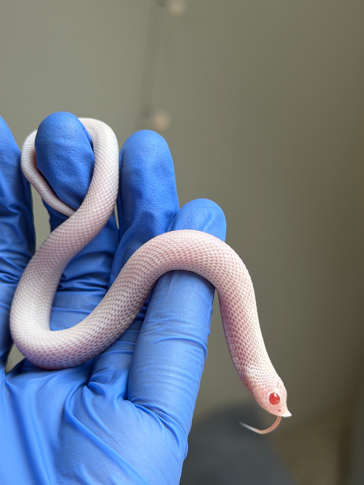 白化南極北極Het紫貂