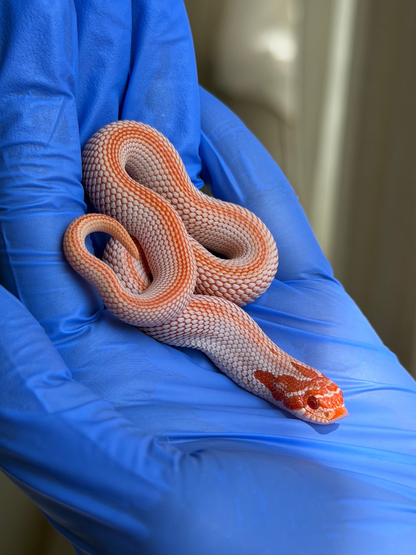 Colorblast Albino Superconda