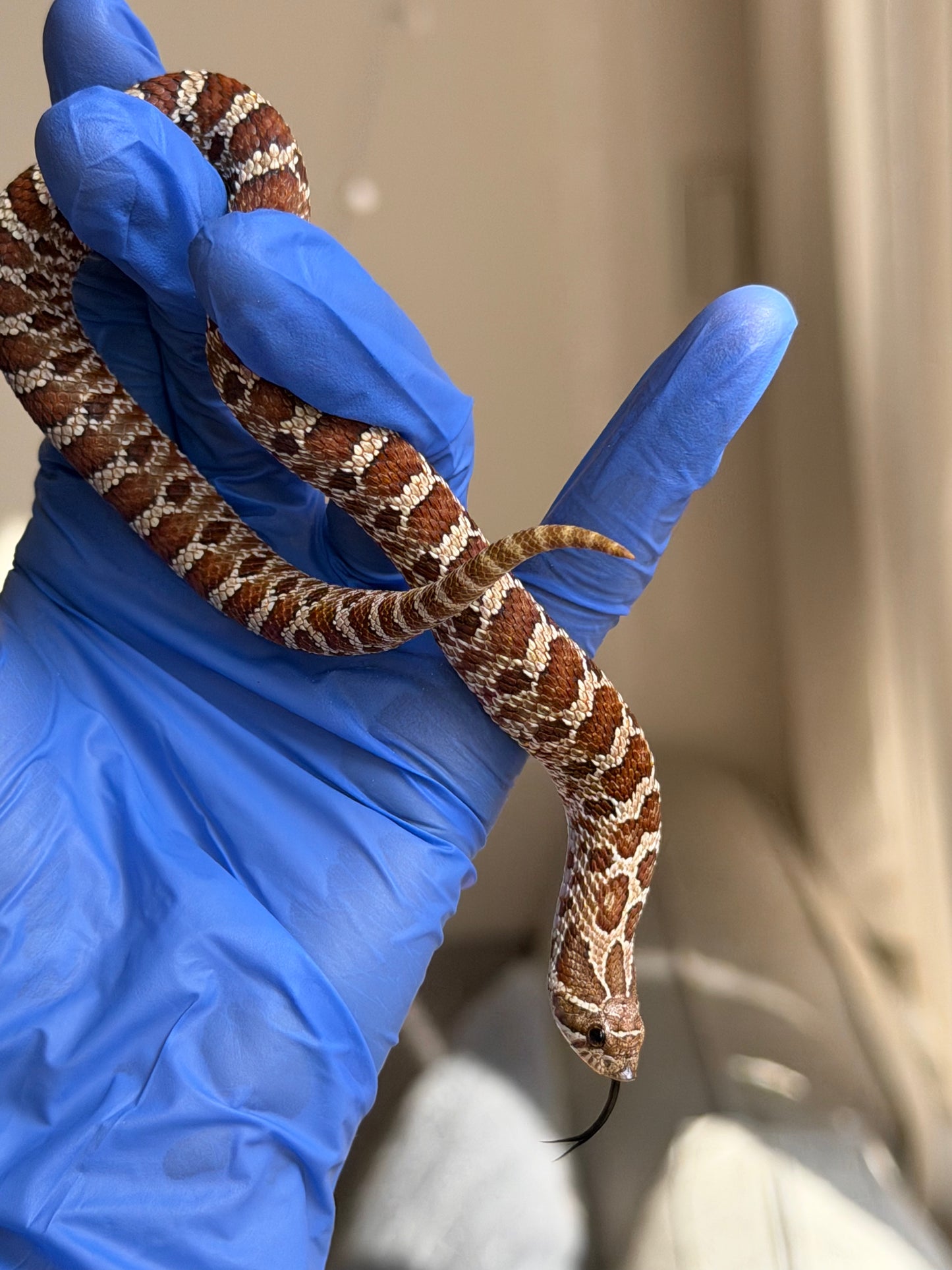 2025 紫紅極端紅X純血沃瑪Cross F1 ♀ (H25154)