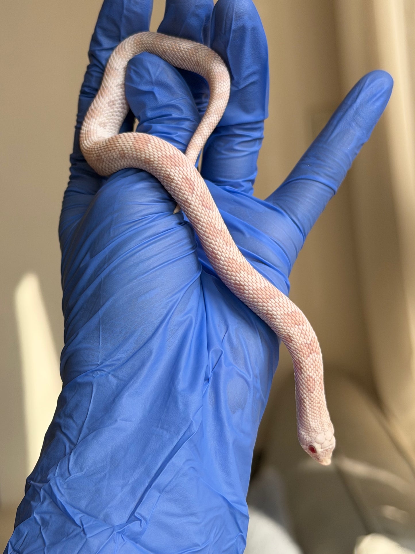 2025 雪白康達 ♂ (H25290)