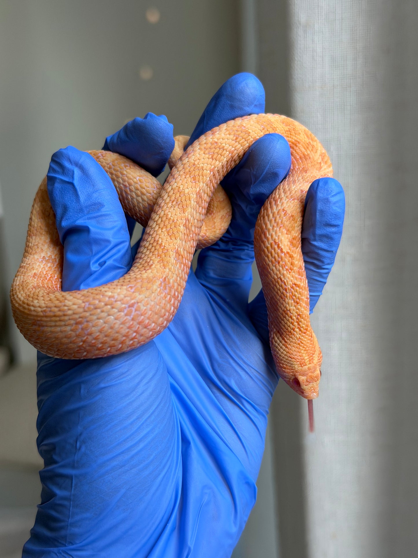 2025 太陽爆炸 ♀ (H25041)