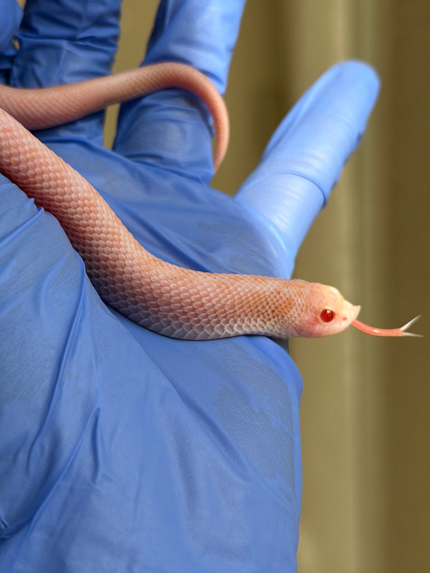 2025 超級北極太陽爆炸 ♂ (H25213)