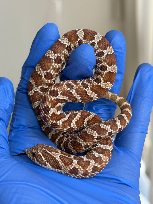 紫紅極端紅X純血沃瑪Cross F1