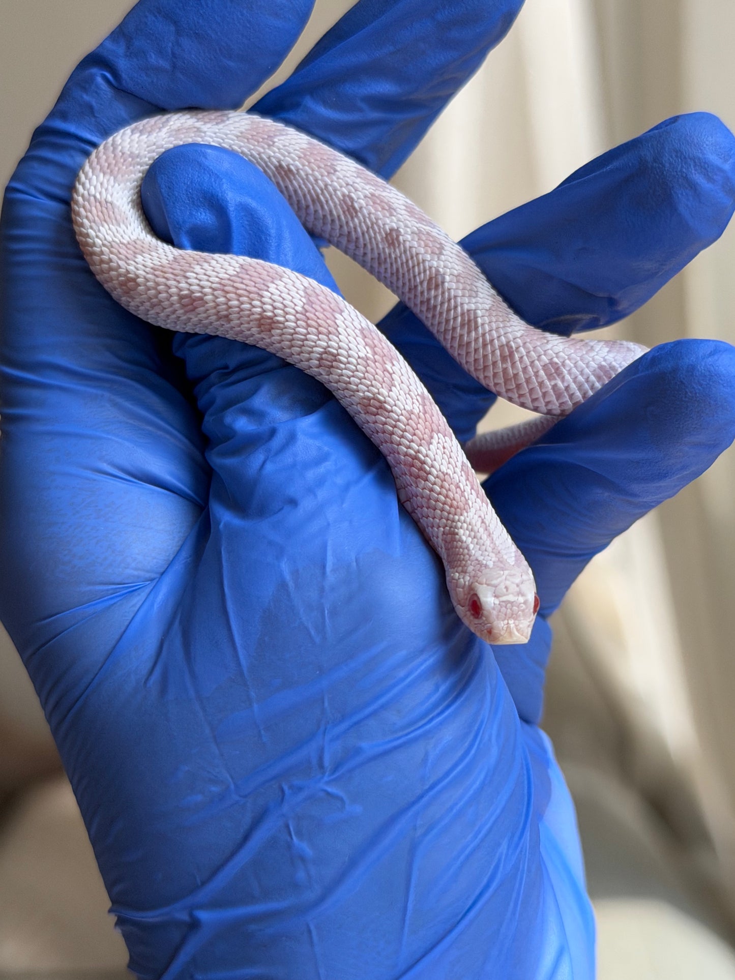 Snow Conda 66%ph Hypo